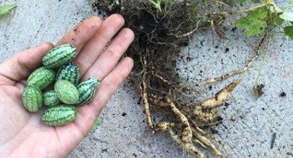 ¿Has comido el cucamelón? Una sandía del tamaño de una uva que sabe a pepino con limón