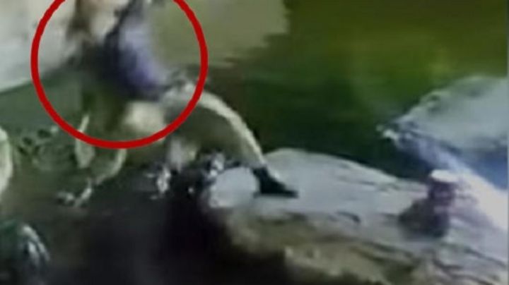 Hombre intenta acrobacia en espectáculo; cae en estanque de cocodrilos | VIDEO