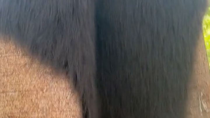 Árbol con cabello aterra en TikTok; revelan perturbador secreto