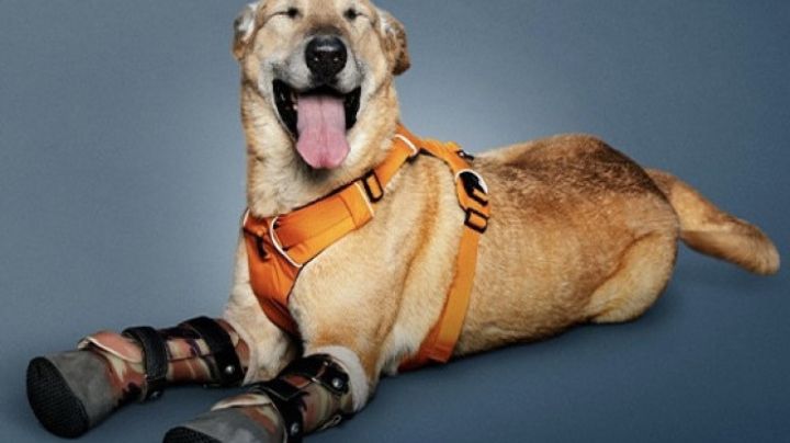 Pay de limón: perrito mutilado por el narco podría ganar concurso en EU