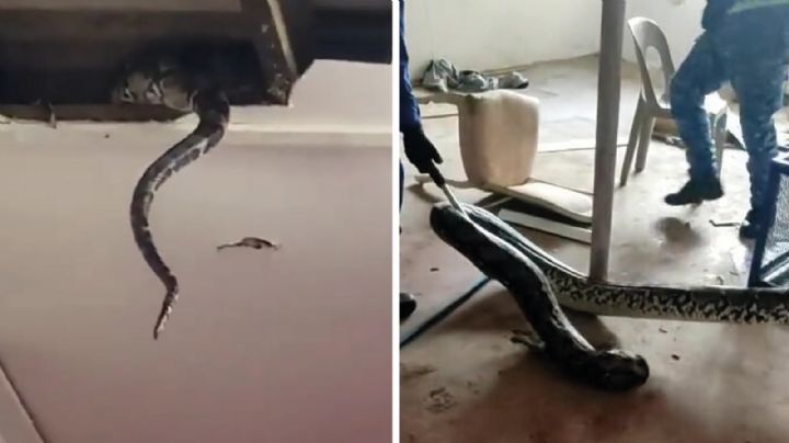 Dos pitones gigantes destruyeron techo de una casa; se apareaban | VIDEO