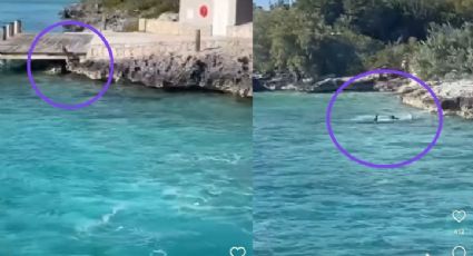 Perro enfrenta a tiburón frente a turistas y se vuelve viral | VIDEO