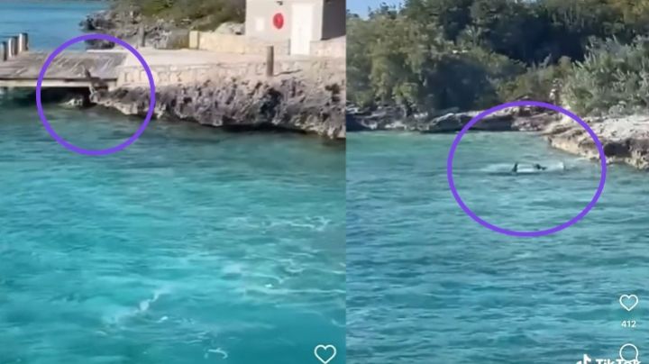 Perro enfrenta a tiburón frente a turistas y se vuelve viral | VIDEO