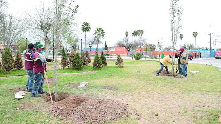 Siembran más de 300 encinos y fresnos en Nuevo Laredo