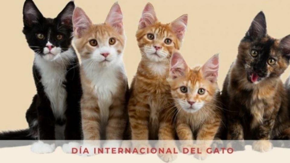 Si usted tiene un gato en casa, mímelo este día