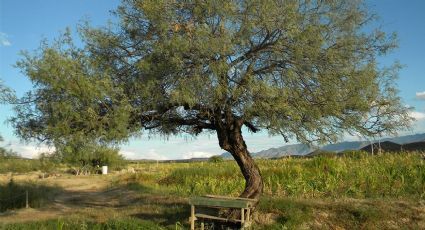 El mezquite, es un súper árbol; estos son los secretos que no le conocías y cambiarían tu vida