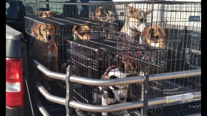 Organizan feria de adopción canina en Torreón; ningún perrito se fue | FOTO