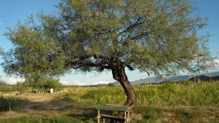 El mezquite, es un súper árbol; estos son los secretos que no le conocías y cambiarían tu vida