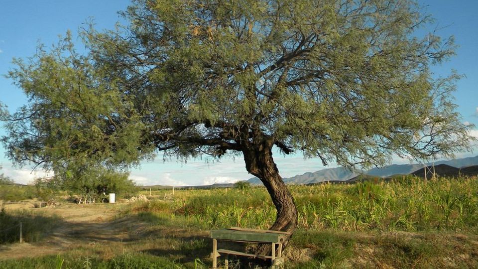 EL maravilloso árbol del Noreste de México