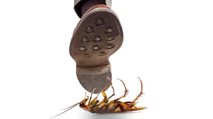 Si ves una cucaracha no la aplastes ni la pises, te decimos por qué