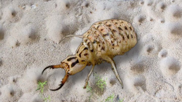 Torito: mostruo de las arenas que 'divierte' a los niños en el noreste de México