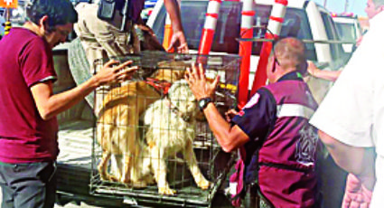 Rescata Comusa a perros en pésimo estado; serán puestos en adopción