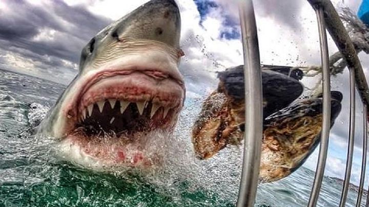 Tiburón blanco asesino ronda las playas de Veracruz