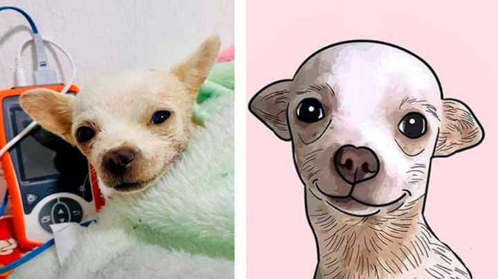 Fallece 'Pinky', el chihuahua que un ladrón atravesó con un trinche cuando defendió su hogar