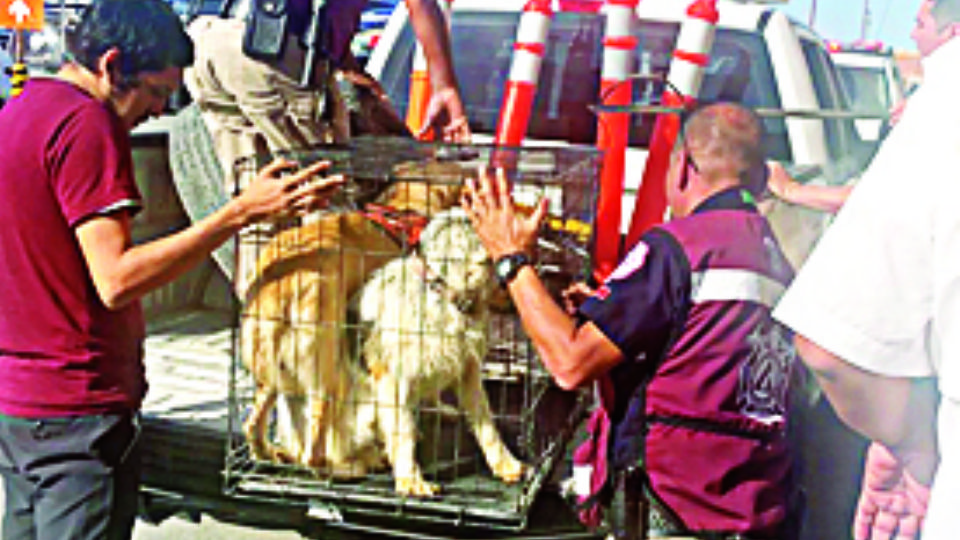 Comusa acudió al hogar a rescatar a los perros.