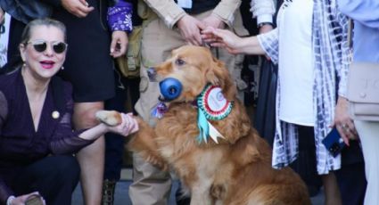 Diputados jubilan a 'Lucas' por siete años de trabajo; era el perro guardián de la Cámara