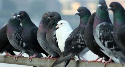 ¿Palomas o ratas del cielo?; estas enfermedades podrían transmitirte