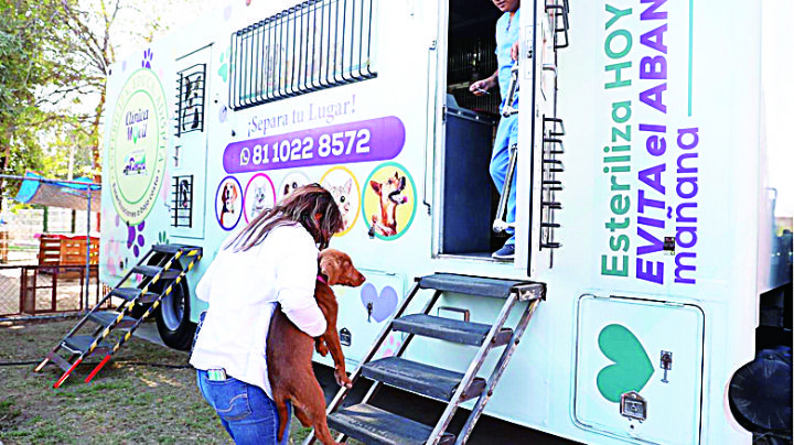 Esterilizarán gratis a 200 perros y gatos; te decimos hasta cuándo