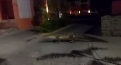 Captan a enorme cocodrilo paseando por las calles de Manzanillo | VIDEO