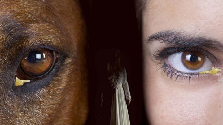 Creencia de ponerse legañas de los perros para ver espíritus | VIDEO