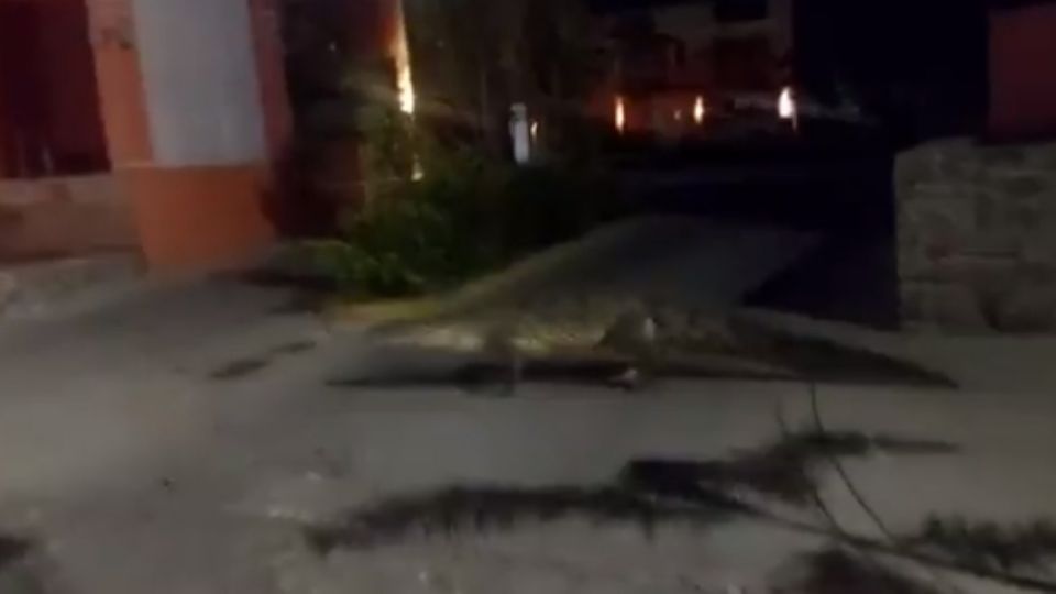 Paseando sin miedo, el reptil caminó sobre las calles de la ciudad, causando sorpresa e incluso miedo por su presencia