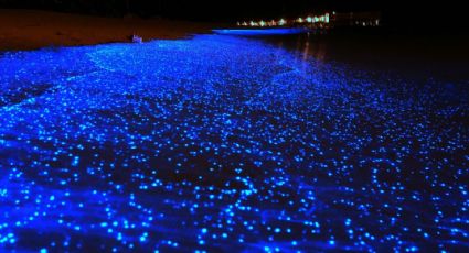 Semana Santa: playas para ver el fenómeno de bioluminiscencia