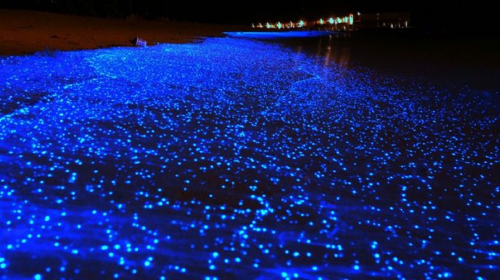 Semana Santa: playas para ver el fenómeno de bioluminiscencia