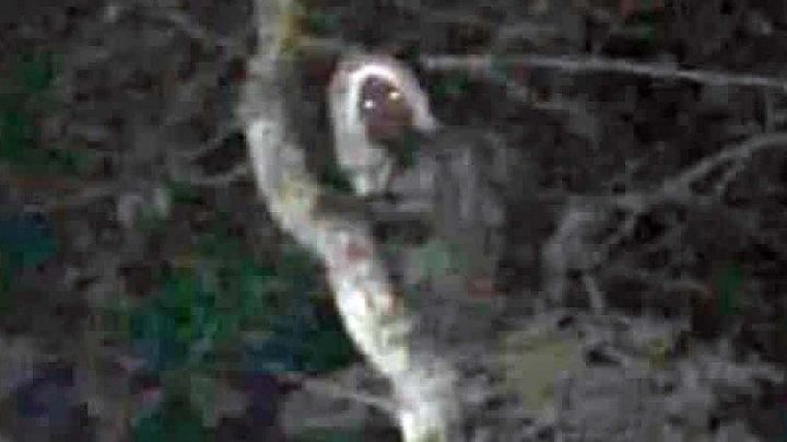 Aluxes en el tren maya: ingenieros les toman fotos y AMLO las sube a su Facebook