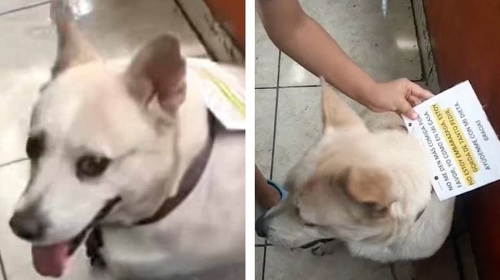 Ponen letrero a perrita que 'finge ser de la calle' para que no le den comida | VIDEO