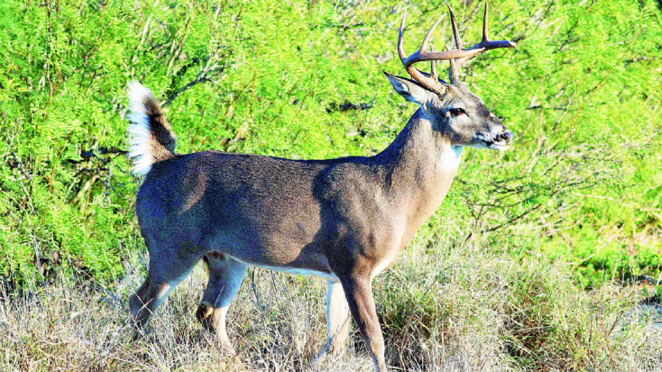 Temporada de venado cola blanca.