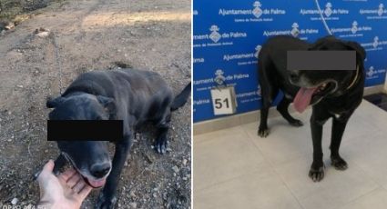 Policías rescatan a perrito que estuvo encadenado durante 10 años