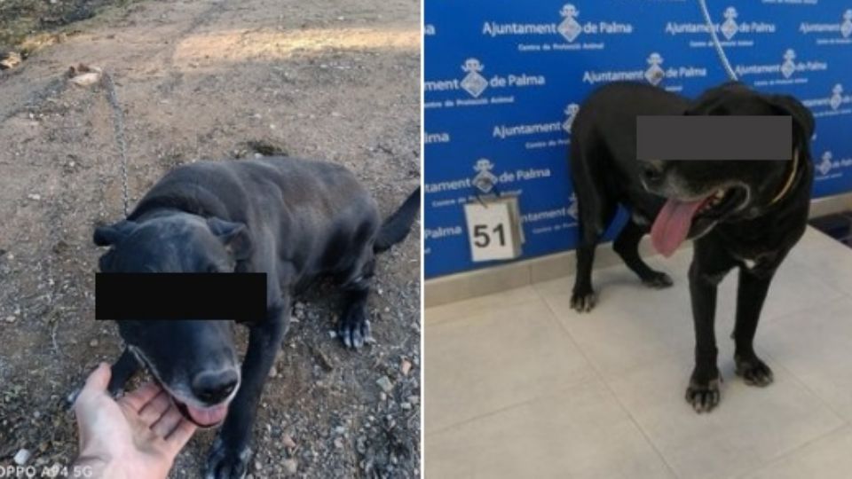 El tierno e inocente animal fue liberado de sus cadenas por los elementos de seguridad, quienes verificaron como había sido víctima de otros abusos