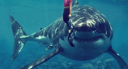 Tiburón ataca y mata a joven en playas de Jalisco
