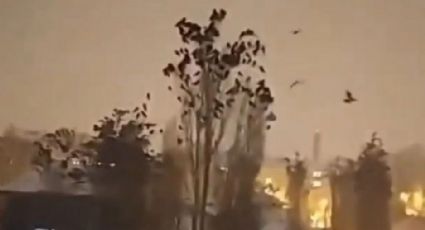 Pájaros se comportan extraños antes del terremoto de Turquía | VIDEO
