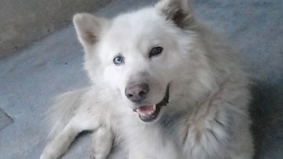 El perrito 'Ghost' fue asesinado por un vecino, sin motivo alguno.