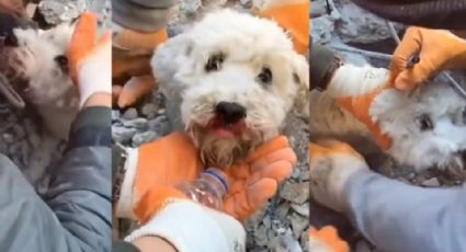 Rescatan a un perrito de entre los escombros de edificio en Turquía | VIDEO