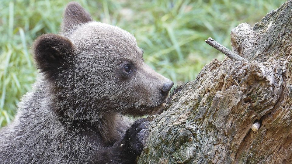 El joven ejemplar de oso negro americano se encontraba agazapado bajo una estructura, temiendo por su vida debido a los maltratos sufridos