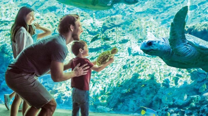 SeaWorld San Antonio, un mundo marino a 2 horas y media de Laredo, Texas