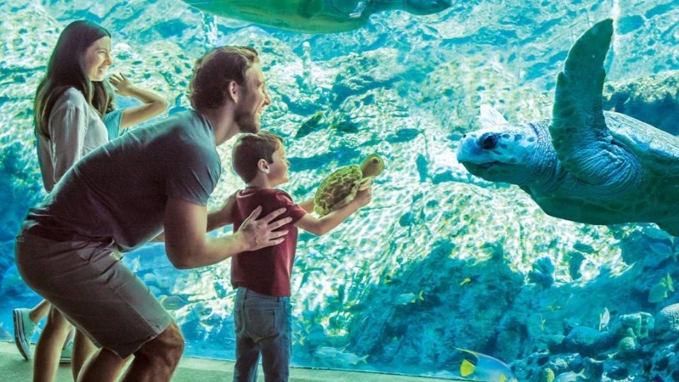 SeaWorld San Antonio ofrece una experiencia submarina a sus visitantes