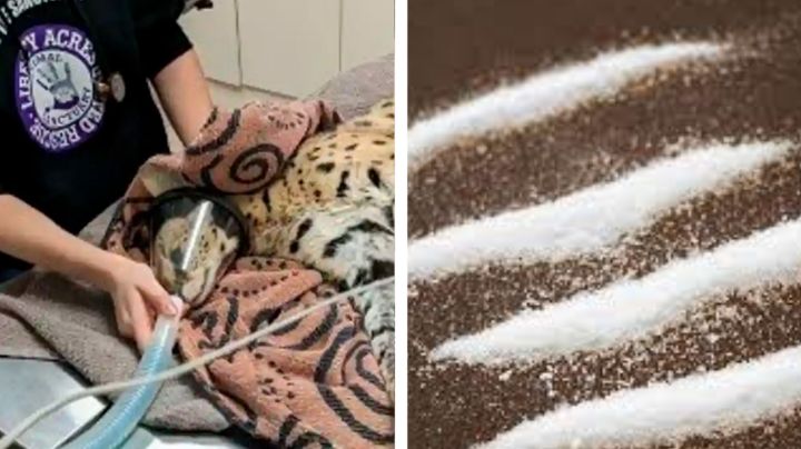 Capturan a gato salvaje y da positivo a cocaína, ¿qué pasó?