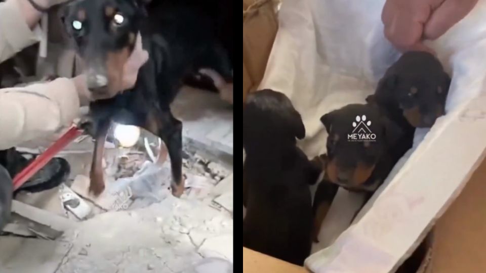 La fuerte perrita logró sobrevivir 28 días bajo tierra, cuidando noblemente de sus cachorritos