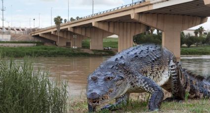 "Fortunato", el cocodrilo del Río Bravo que cambió la historia de Nuevo Laredo