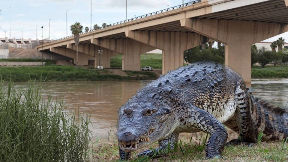 'Fortunato', el cocodrilo del Río Bravo