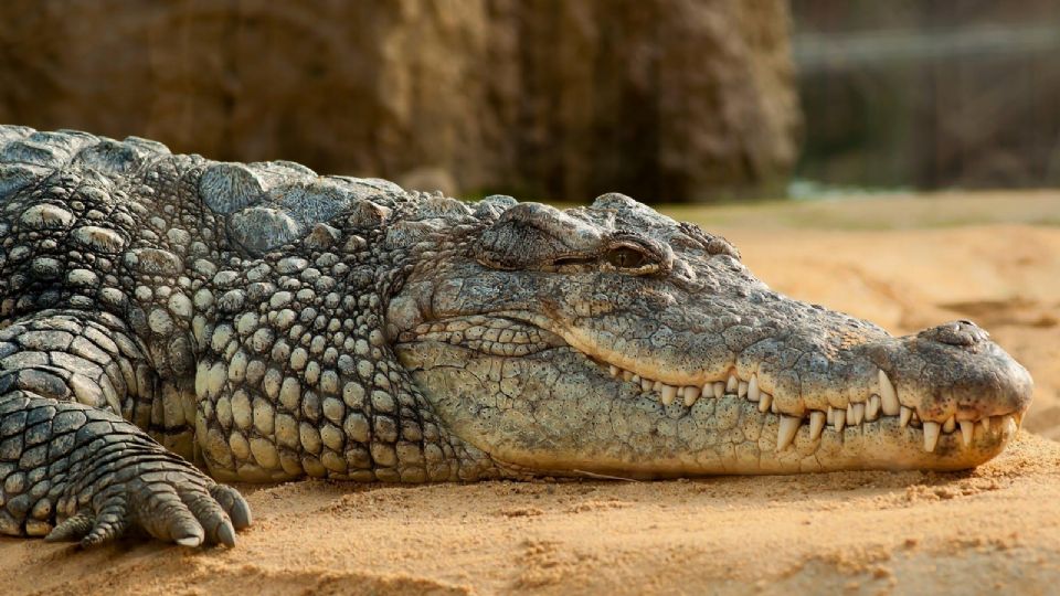 Buscan a tres cocodrilos que se salieron de la Laguna Nuevo Amanecer