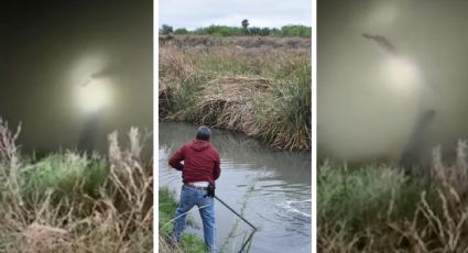 ¿Qué harán con el cocodrilo del arroyo El Coyote al capturarlo?; esto se sabe