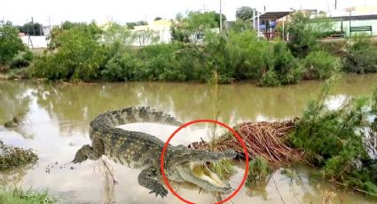 Más cocodrilos han sido hallados en Nuevo Laredo y el Río Bravo
