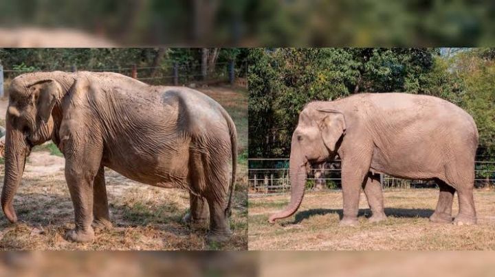 Pai Lin, la elefanta que quedó deformada por cargar turistas durante más de 20 años