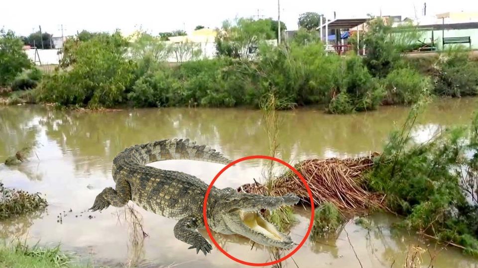 Otros cocodrilos hallados en Nuevo Laredo