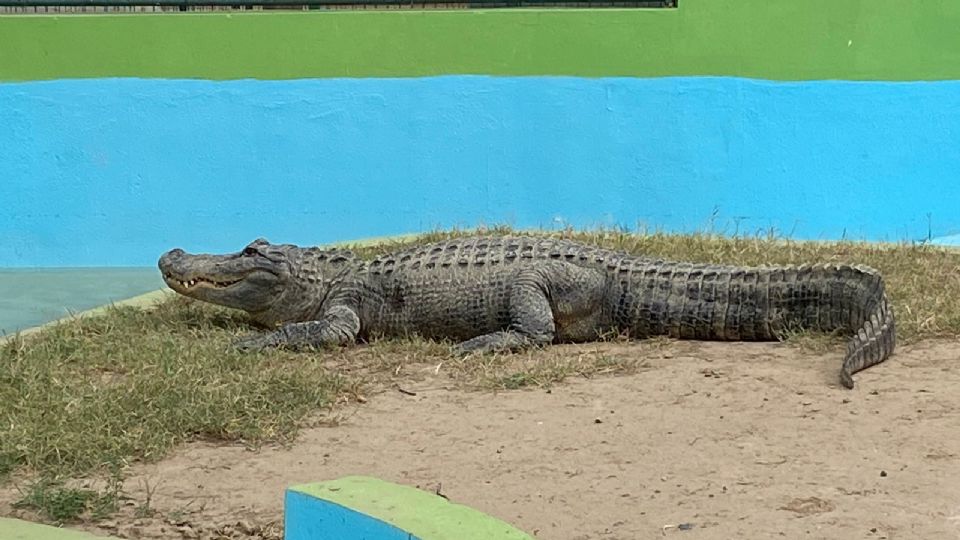 Fortunato, el cocodrilo que dio pie al zoológico de Nuevo Laredo, ahora es Lupita.