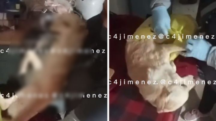 Clausuran supuesto refugio de perros en la CDMX; los dejaban morir  | VIDEO
